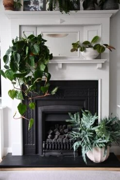 XL Phlebodium Aureum 'Blue Star Fern' 5 XL Phlebodium Aureum 'Blue Star Fern' -Happy House Plants Sale Store 98bb8d 9a401d828f0d4b13a0c5fb041a403be4 mv2 d 3712 5568 s 4 2