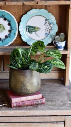 Large Maranta Leuconeura -Happy House Plants Sale Store 98bb8d 9b31d21b98c24b7e9f93f6a93d6f740e mv2