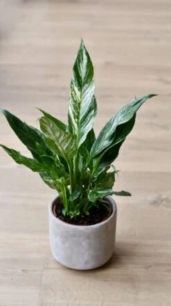 Variegated Spathiphyllum Diamond -Happy House Plants Sale Store 98bb8d 9b6ce4d51fb743c191746c83968e6af7 mv2