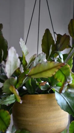 Rhipsalis Elliptica *rare* -Happy House Plants Sale Store 98bb8d 9be63ad3277b451a8fd6ad8ba683ed4b mv2