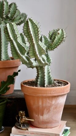 Euphorbia Cooperi 13 Euphorbia Cooperi -Happy House Plants Sale Store 98bb8d 9bfe6dc9ba6343a5b8697831f715be0d mv2