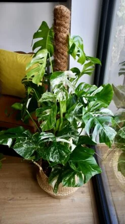 XL Variegated Monstera -Happy House Plants Sale Store 98bb8d 9cbfdae685594559adec3406af64b562 mv2