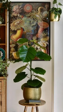 Ficus Umbellata -Happy House Plants Sale Store 98bb8d 9df993281825441d9a5a52cf94e32d00 mv2