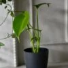 Baby Monstera Deliciosa (Swiss Cheese Plant)