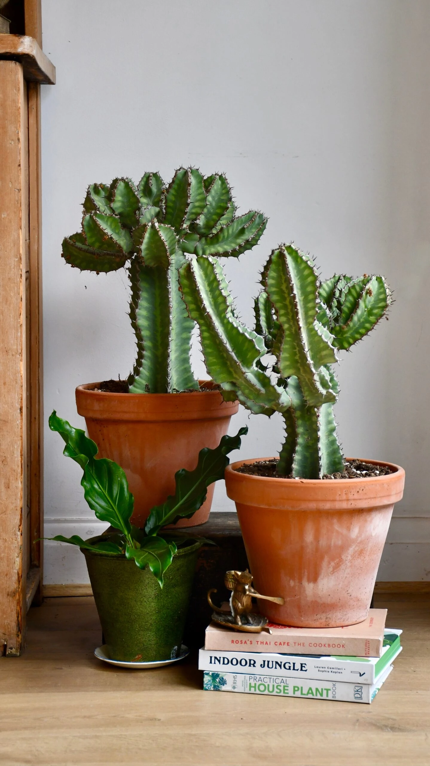 Euphorbia Cooperi 1 Euphorbia Cooperi