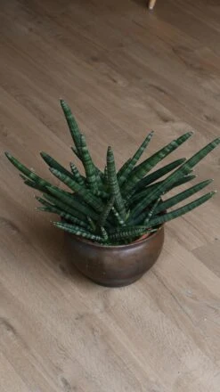 Sansevieria Cylindrica | Cylindrical Snake Plant 5 Sansevieria Cylindrica | Cylindrical Snake Plant -Happy House Plants Sale Store 98bb8d 9ed5f899a7464cc484cabcdc40ebedb6 mv2