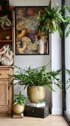 XL Aglomorpha Coronans - Snake Leaf Fern -Happy House Plants Sale Store 98bb8d 9f075e29abf041f79e5fefedb5c7d5c2 mv2