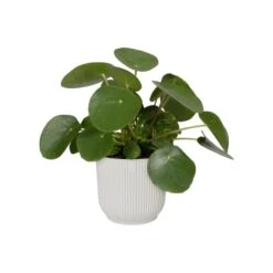 Vibes Fold Round 22cm -Happy House Plants Sale Store 98bb8d 9f3c0a4bd2d641deb0f209d47047f4b0 mv2