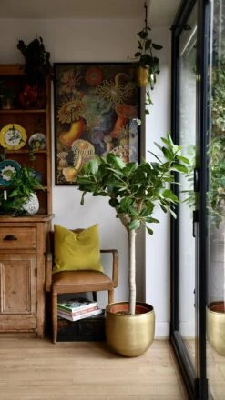 Ficus Benghalensis Audrey (Bengal Fig) -Happy House Plants Sale Store 98bb8d 9f646399320f4ba48078d17499cebb91 mv2