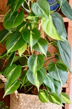XL Philodendron Scandens Brasil -Happy House Plants Sale Store 98bb8d a0ed4cd77bda40899e42e01d90bc490a mv2 d 2848 4272 s 4 2