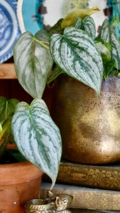 Philodendron Brandtianum On Moss Pole 8 Philodendron Brandtianum On Moss Pole -Happy House Plants Sale Store 98bb8d a15a764802ae4b8c9569e4826a8a6573 mv2 a2d0112b 991e 4d7c bc12 7b215221eaef