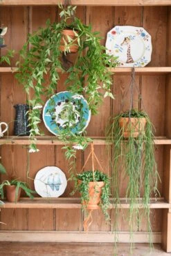 Hoya Linearis, Wax Plant -Happy House Plants Sale Store 98bb8d a2ee6670caab41a2862e3bd12a2d09d1 mv2 d 2848 4272 s 4 2