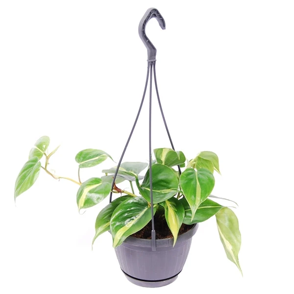 Hanging Philodendron Scandens Brasil 3 Hanging Philodendron Scandens Brasil - Image 3