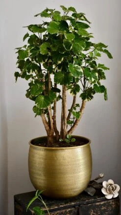 Polyscias Balfouriana | Aralia Balfour -Happy House Plants Sale Store 98bb8d a44c10090705429b93ade8080b01b7d8 mv2