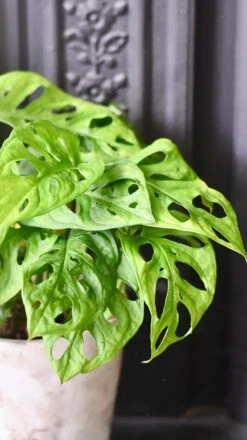 Monstera Obliqua - 'monkey Mask' -Happy House Plants Sale Store 98bb8d a5088f60d67543a3af5ab462ebd3f341 mv2