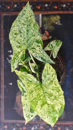 Syngonium Mottled | Mojito 12 Syngonium Mottled | Mojito -Happy House Plants Sale Store 98bb8d a528e443dbe64efdb0e33b7a07902803 mv2