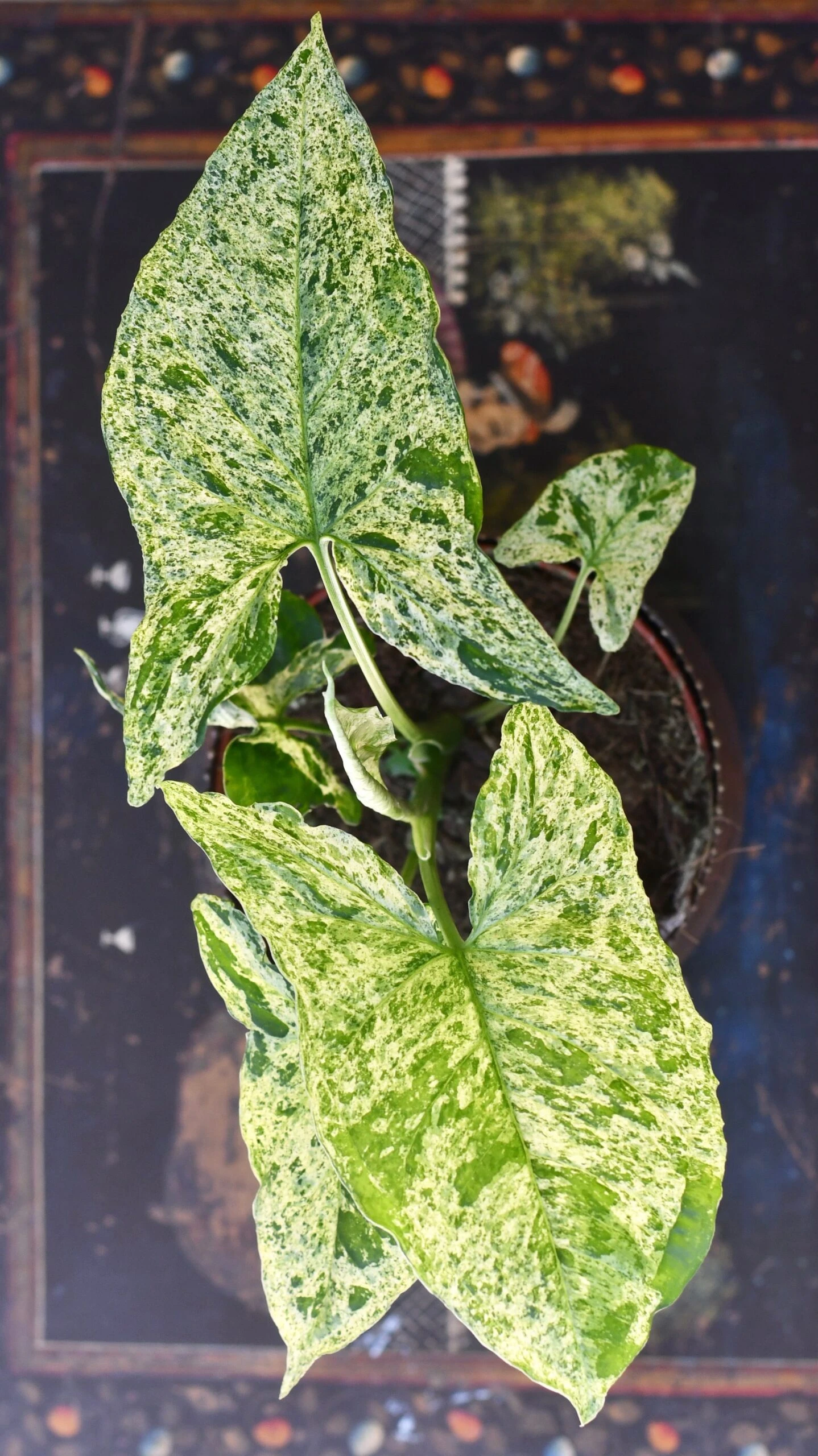 Syngonium Mottled | Mojito 6 Syngonium Mottled | Mojito - Image 6