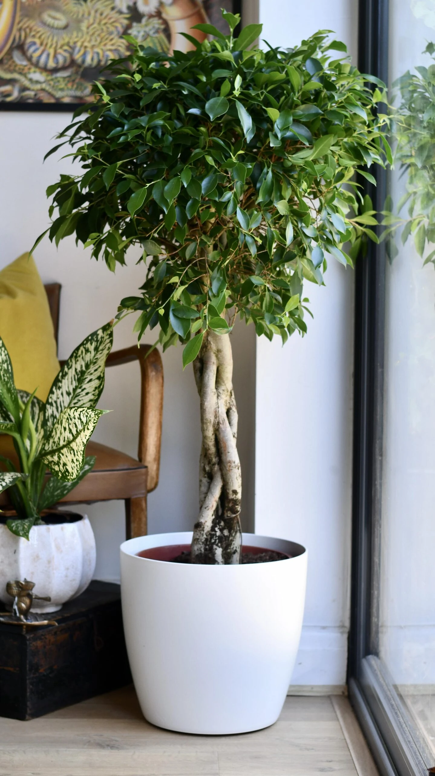 Indian Laurel - Ficus Nitida 1 Indian Laurel - Ficus Nitida