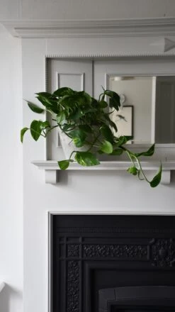 Epipremnum Aureum (Devils Ivy, Golden Pothos) 5 Epipremnum Aureum (Devils Ivy, Golden Pothos) -Happy House Plants Sale Store 98bb8d a57b7be7d5614bc2b32b5dca6fa60cd5 mv2