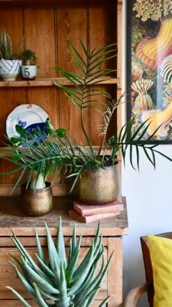 Philodendron Tortum *Rare* -Happy House Plants Sale Store 98bb8d a6163e3d2a884109a4bed9287235a1a8 mv2