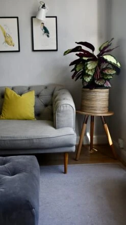 XL Calathea Rosea-picta Silvia -Happy House Plants Sale Store 98bb8d a73d2b4030914daeb4fea7766ff9b7d5 mv2