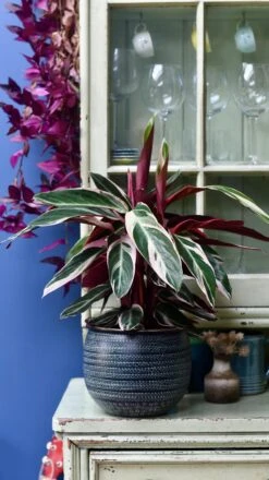 Calathea Stromanthe Triostar - Prayer Plant -Happy House Plants Sale Store 98bb8d a754b4ed5a2e44f6ada8fabe76686421 mv2