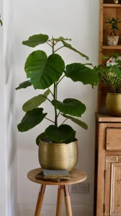 Ficus Umbellata -Happy House Plants Sale Store 98bb8d a796e8a9ad1c480da5b7ac7df5dd2602 mv2