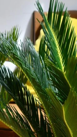 Cycas Revoluta - Sago Palm -Happy House Plants Sale Store 98bb8d a88fe705dce44e1d87523b4c833e0930 mv2