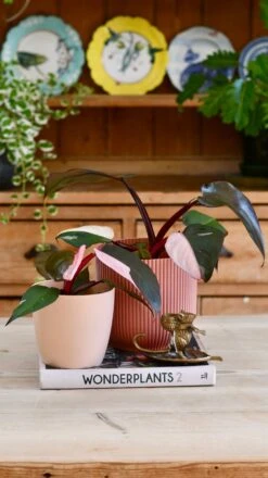 Pink Princess Philodendron 9cm Pot 14 Pink Princess Philodendron 9cm Pot -Happy House Plants Sale Store 98bb8d a8cbbc0cdf7a4fd5b54dbebf70f96c81 mv2