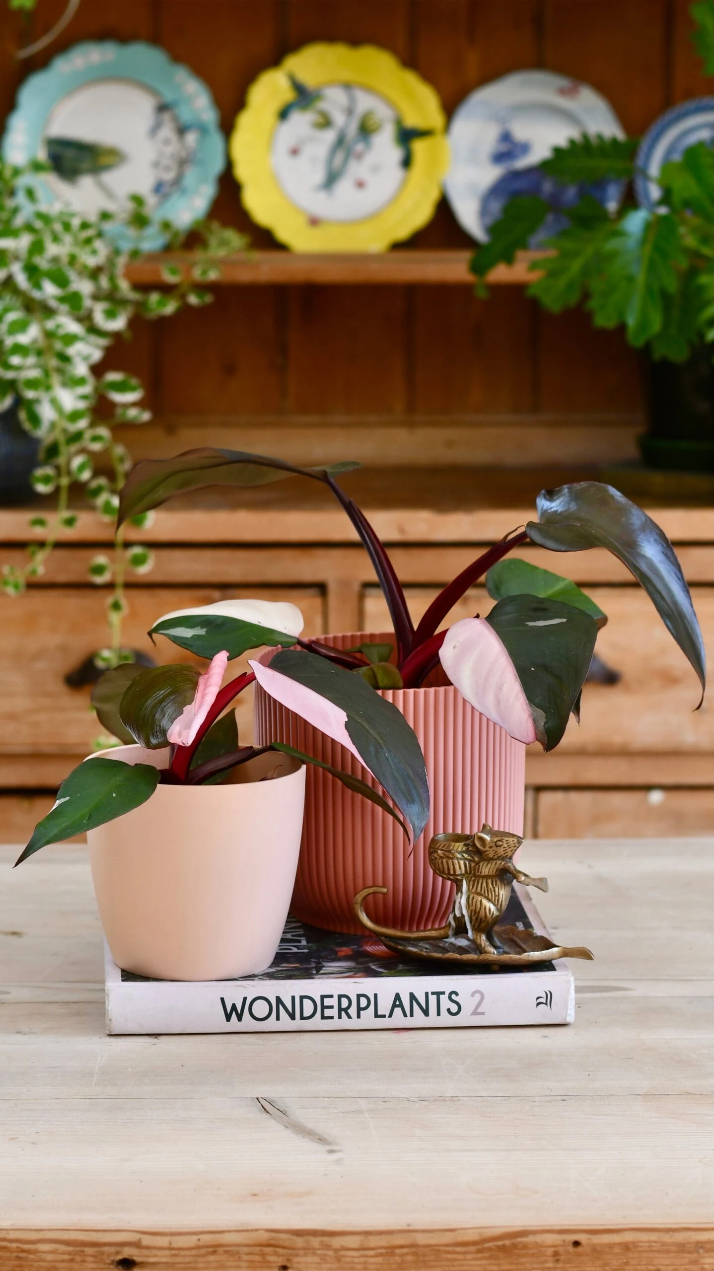 Pink Princess Philodendron 9cm Pot 7 Pink Princess Philodendron 9cm Pot - Image 7