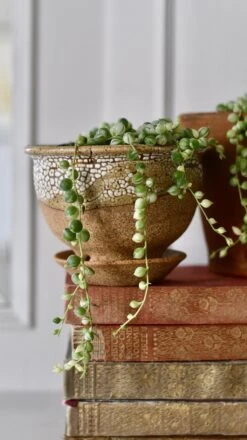 Variegated String Of Pearls -Happy House Plants Sale Store 98bb8d a94c2c93b1be4d1fa27419974ee8ada4 mv2