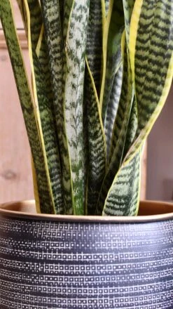 Sansevieria Trifasciata Laurentii & Brass Pot 7 Sansevieria Trifasciata Laurentii & Brass Pot -Happy House Plants Sale Store 98bb8d a9f107b85e0947818e2a176e9f4bf9b3 mv2