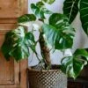 Variegated Monstera Deliciosa - Large