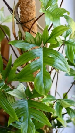 Philodendron Pedatum 6 Philodendron Pedatum -Happy House Plants Sale Store 98bb8d ab75d33fbcbe40a88028ea83de9166c9 mv2