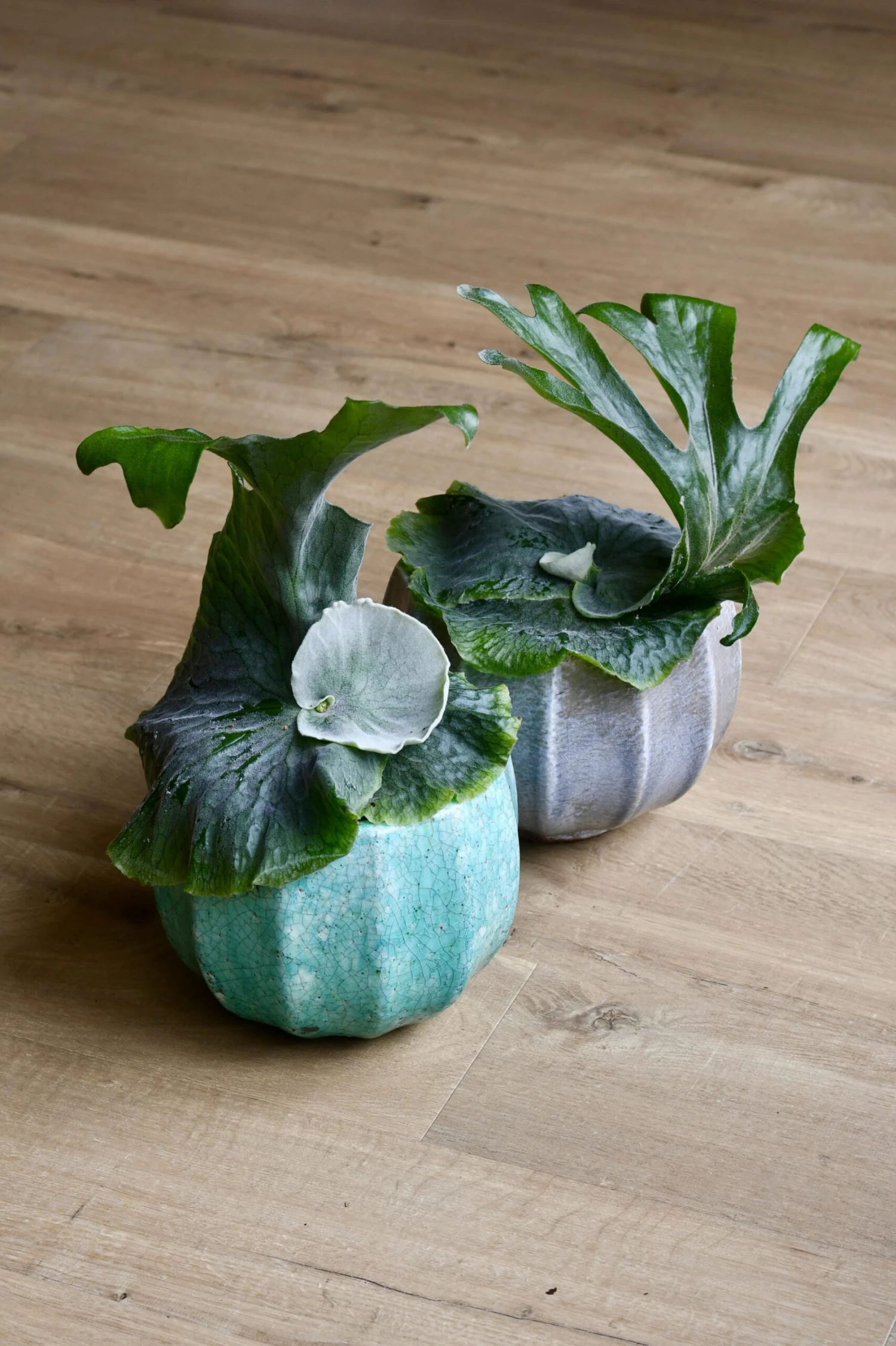 Platycerium Superbum | Staghorn Fern *rare* 5 Platycerium Superbum | Staghorn Fern *rare* - Image 5