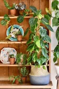 Philodendron Scandens Brasil -Happy House Plants Sale Store 98bb8d ad3110a07584484ab725e9a2a73adb07 mv2 d 2786 4179 s 4 2