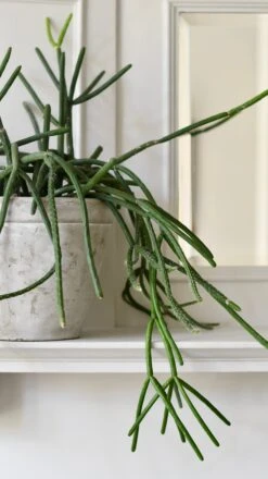 Rhipsalis Pulvinigerum, Mistletoe Cactus -Happy House Plants Sale Store 98bb8d adcd81da06b44b148cb101acf95a5300 mv2