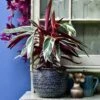 Calathea Stromanthe Triostar - Prayer Plant