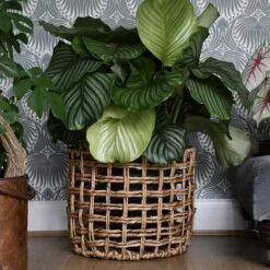 Kora Round Basket -Happy House Plants Sale Store 98bb8d ae1d4ead8438447c85d76be6cc5d5668 mv2