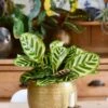 Calathea Makoyana & Gold Tembesi Etched Planter