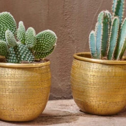 Tembesi Etched Planter Medium Brass -Happy House Plants Sale Store 98bb8d ae3e8c9525b0438896f3678e46816bfd mv2 c2ba625e 9f06 416c b5f1 0a28803aa97d