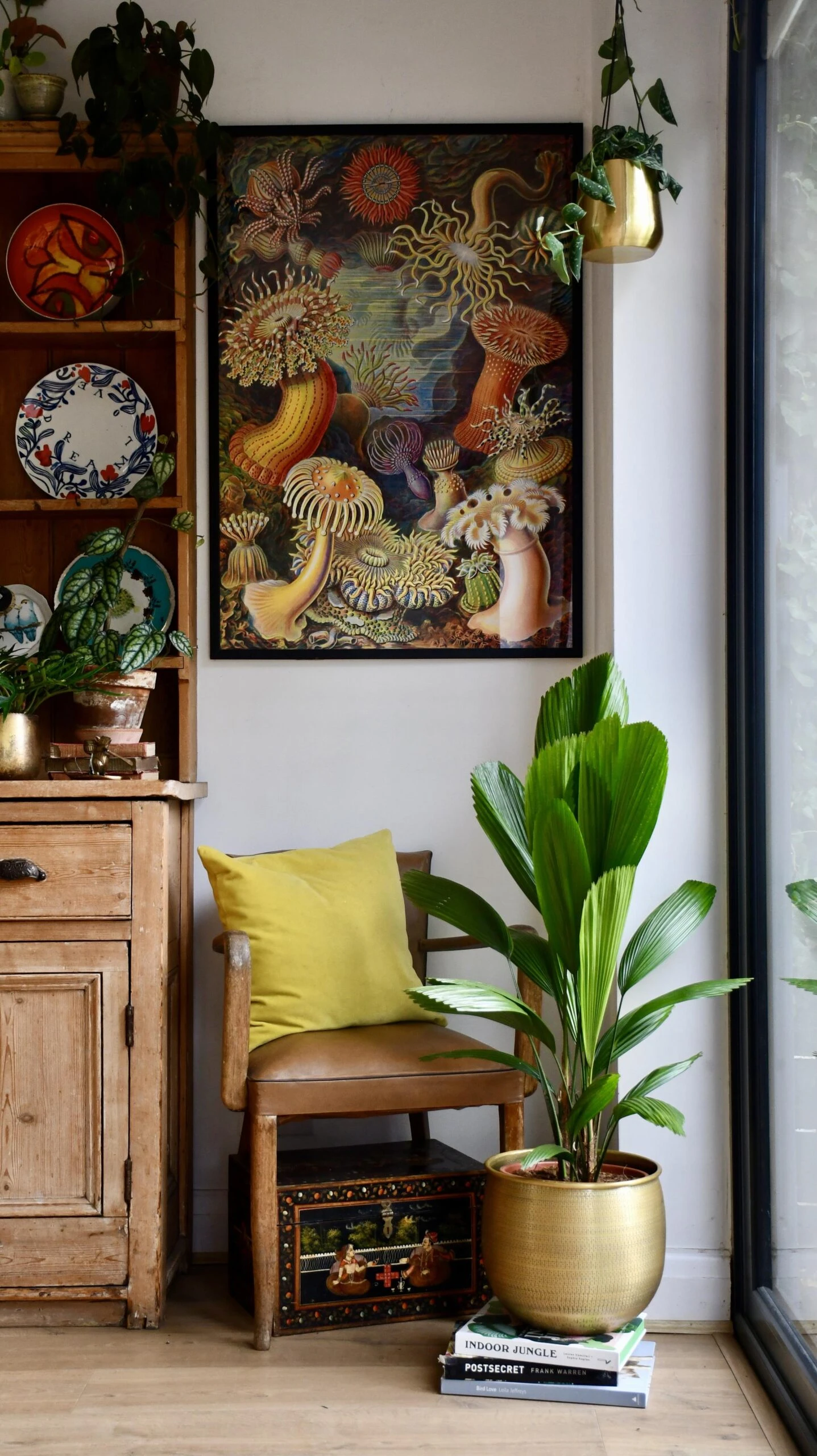 Licuala Grandis Palm 3 Licuala Grandis Palm - Image 3