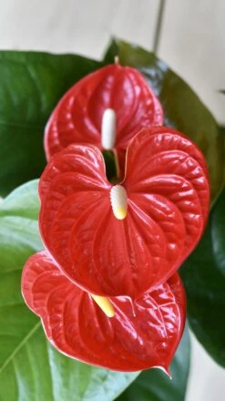 Red Anthurium Andraeanum | Flamingo Flower 7 Red Anthurium Andraeanum | Flamingo Flower -Happy House Plants Sale Store 98bb8d ae931e41e8b74006b64de062d22a5640 mv2 f2cceeaa b3e1 4397 924f 6d155b7dfd5f