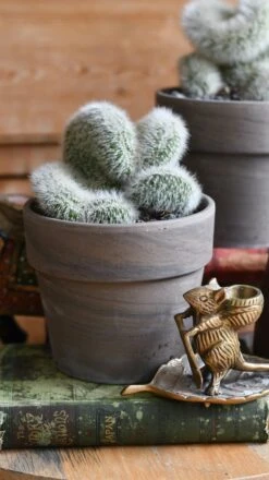 Hildewintera Aureispina F. Cristata 10 Hildewintera Aureispina F. Cristata -Happy House Plants Sale Store 98bb8d aed5eb34e4f7443d844bb62d298fbeef mv2 e1a82983 4c74 40ce 89c5 35a9c74e8a10