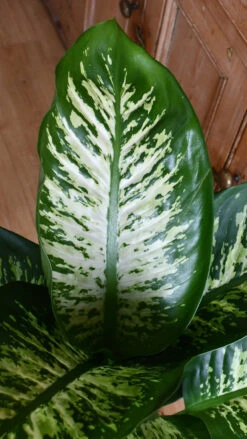 Dieffenbachia Tropic Snow (Dumb Cane) 5 Dieffenbachia Tropic Snow (Dumb Cane) -Happy House Plants Sale Store 98bb8d aedddf71339a4c7e8889c04f4b4a43de mv2