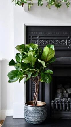 Fiddle Leaf Fig (Plaited Stem) -Happy House Plants Sale Store 98bb8d af28f4fa4724469d89a0a7ef78e02bf7 mv2 69ad66f5 a34c 445d 88d6 ac7eabd5f161