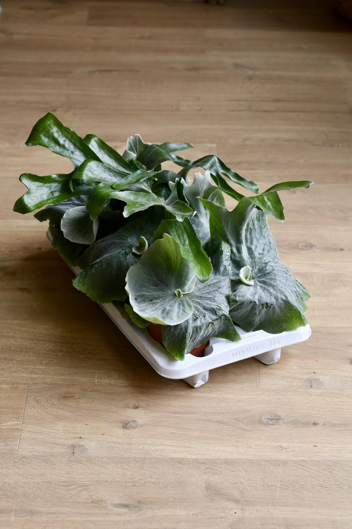 Platycerium Superbum | Staghorn Fern *rare* 4 Platycerium Superbum | Staghorn Fern *rare* - Image 4