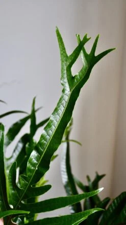 XL Aglomorpha Coronans - Snake Leaf Fern -Happy House Plants Sale Store 98bb8d b08b953ff98d4b8fa827bf55e76f8657 mv2