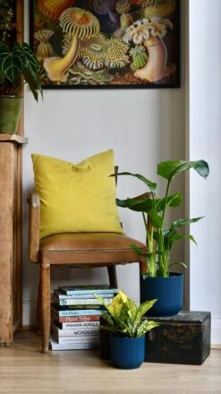 Strelitza Nicolai - White Bird Of Paradise And Vibes Pot -Happy House Plants Sale Store 98bb8d b0b0676a555e4409934c909a25aa52a0 mv2