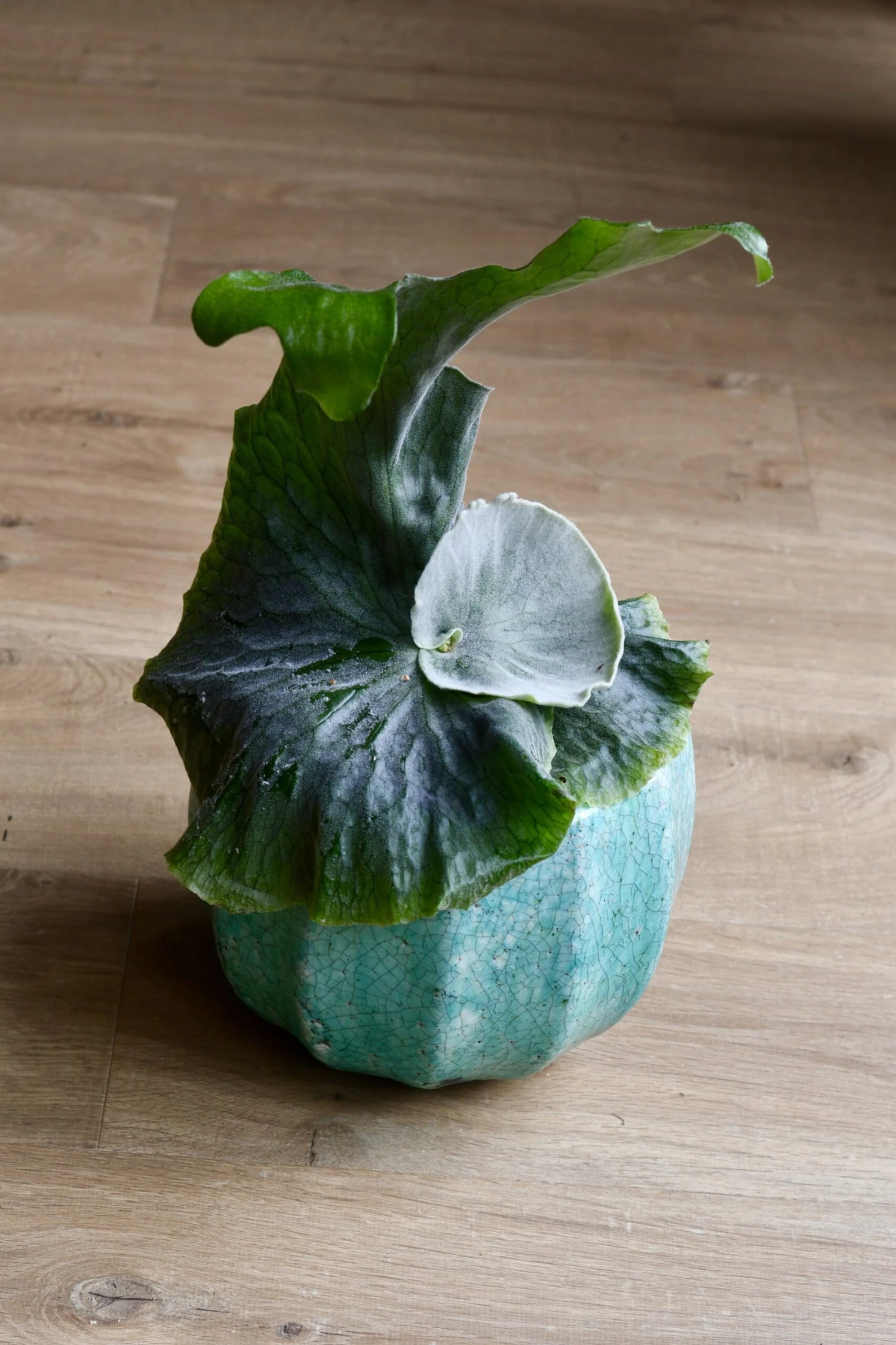 Platycerium Superbum | Staghorn Fern *rare* 2 Platycerium Superbum | Staghorn Fern *rare* - Image 2